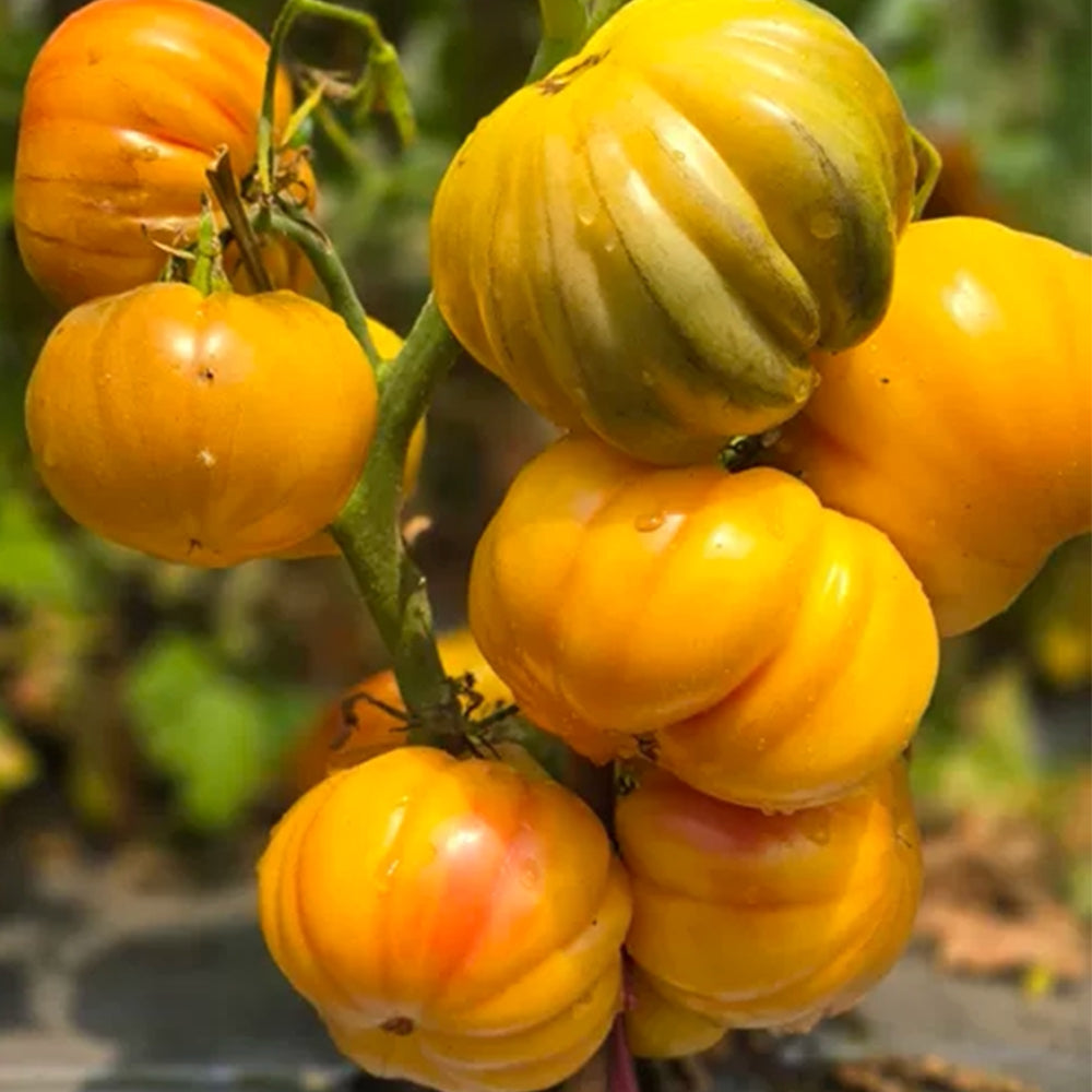 679 Moon Charm Tomato