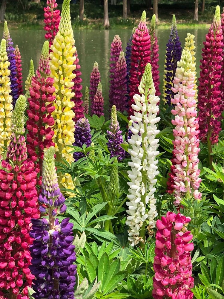 Mixed Color Lupine