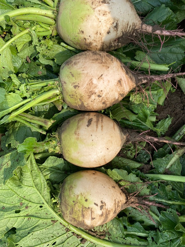 Xinlimei Radish