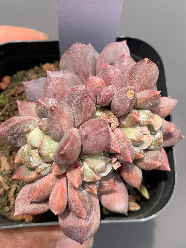 Echeveria cv. 'Illusion'