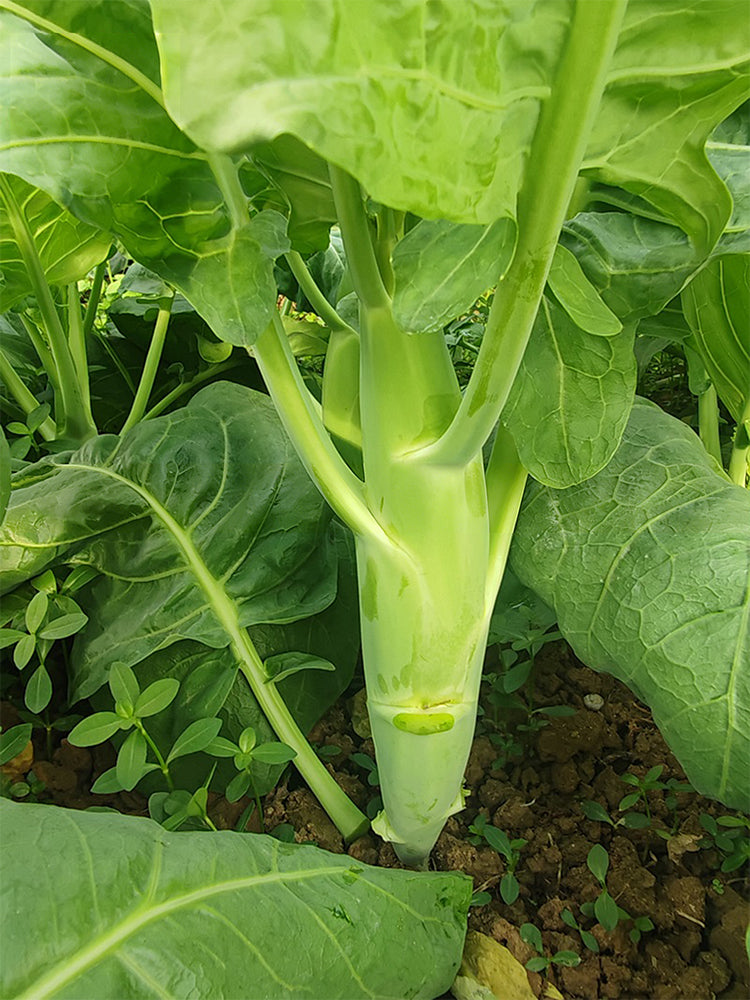 'Jiemei' Big-Stem Chinese Kale