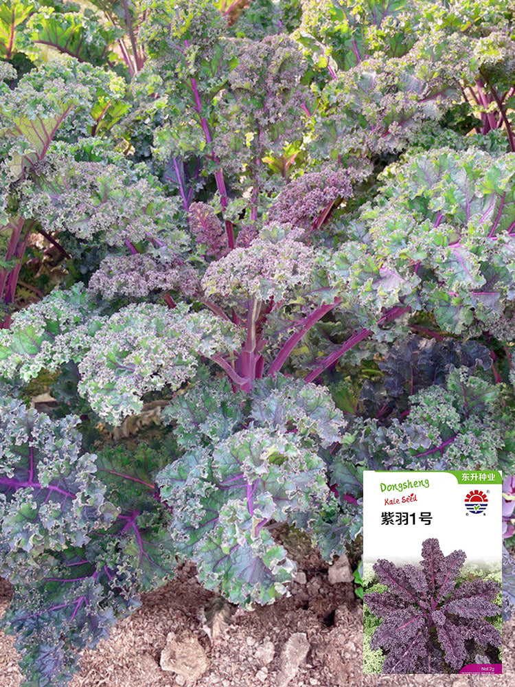 Ziyu No. 1 Kale