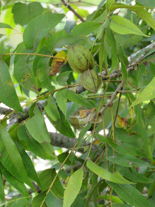 Pecan