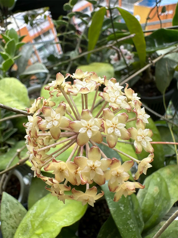 Hoya finlaysonii 'Nova'