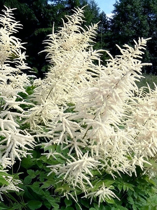 Goat's Beard
