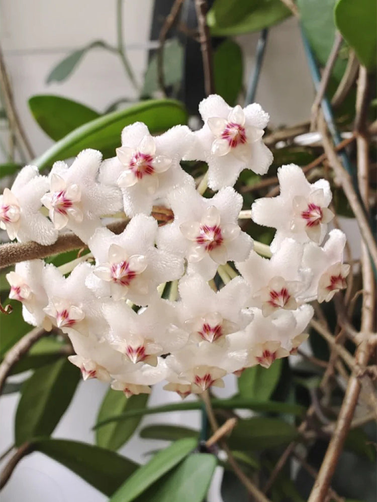 Hoya carnosa 'Jade' Unrooted Stem Cuttings