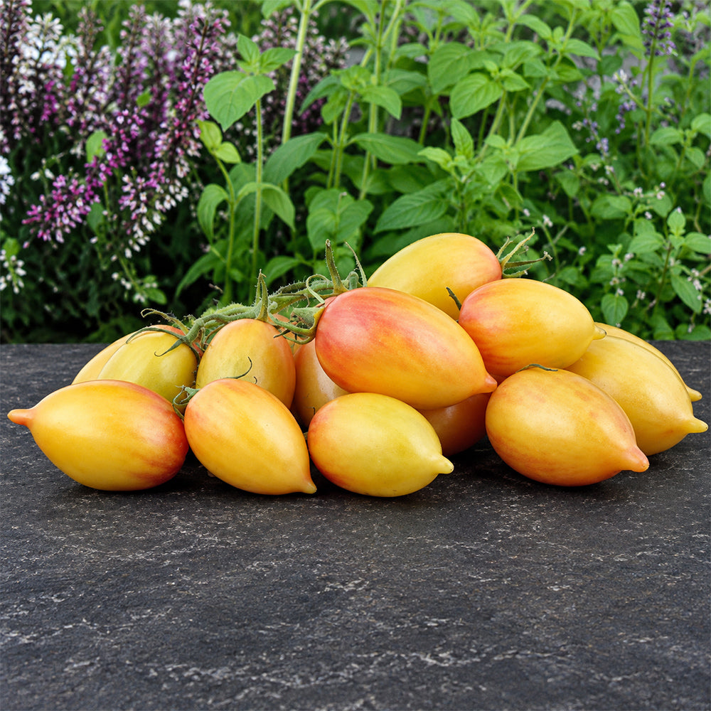 16 MärchenZauber Fairytale Magic Tomato