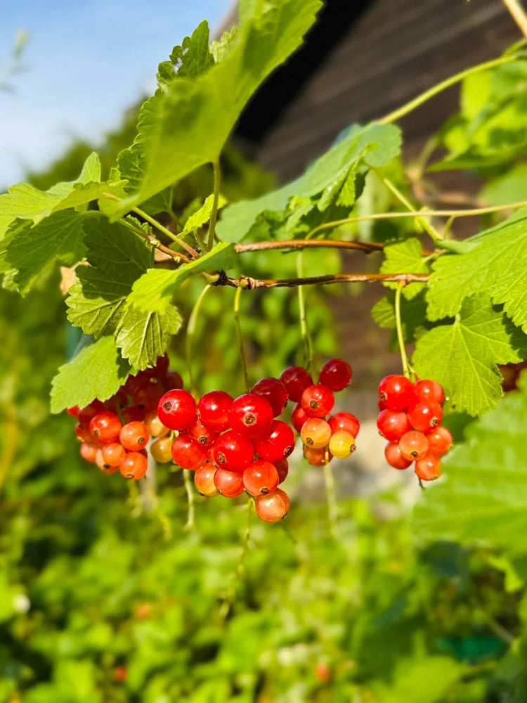 Red Currant