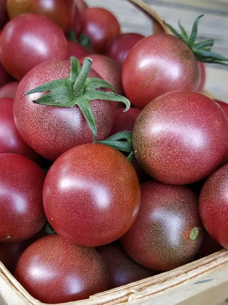 Reinhard Kraft's Purple Sugar Cherry Tomato