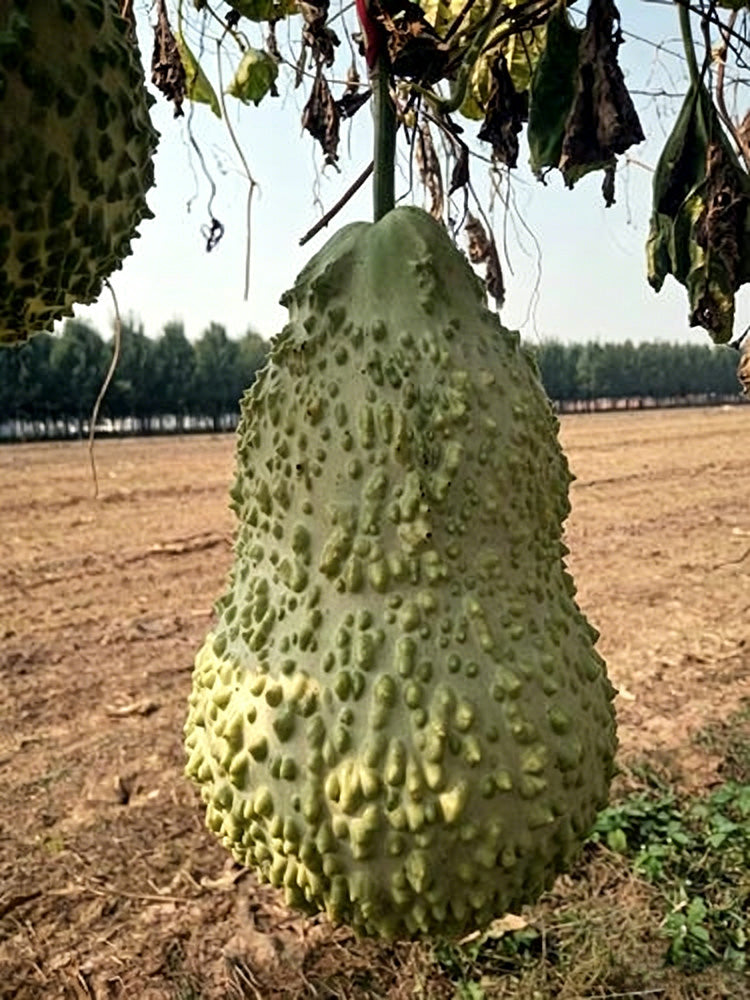 Knobbly Flower Head Gourd