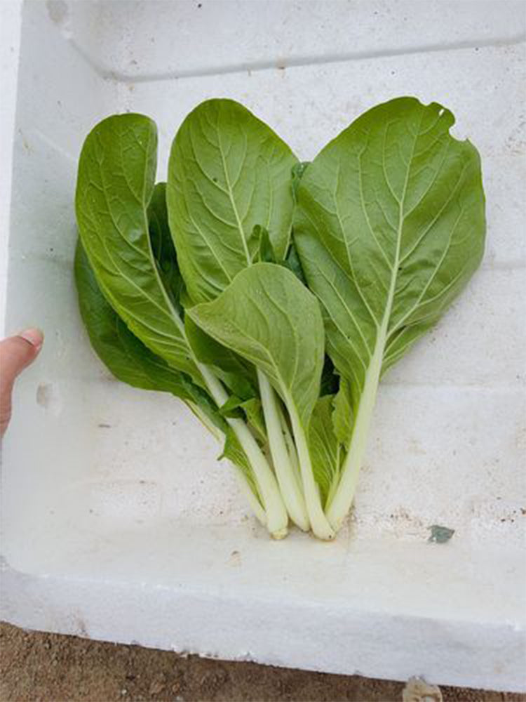 'Chiye No.6' Pak Choi