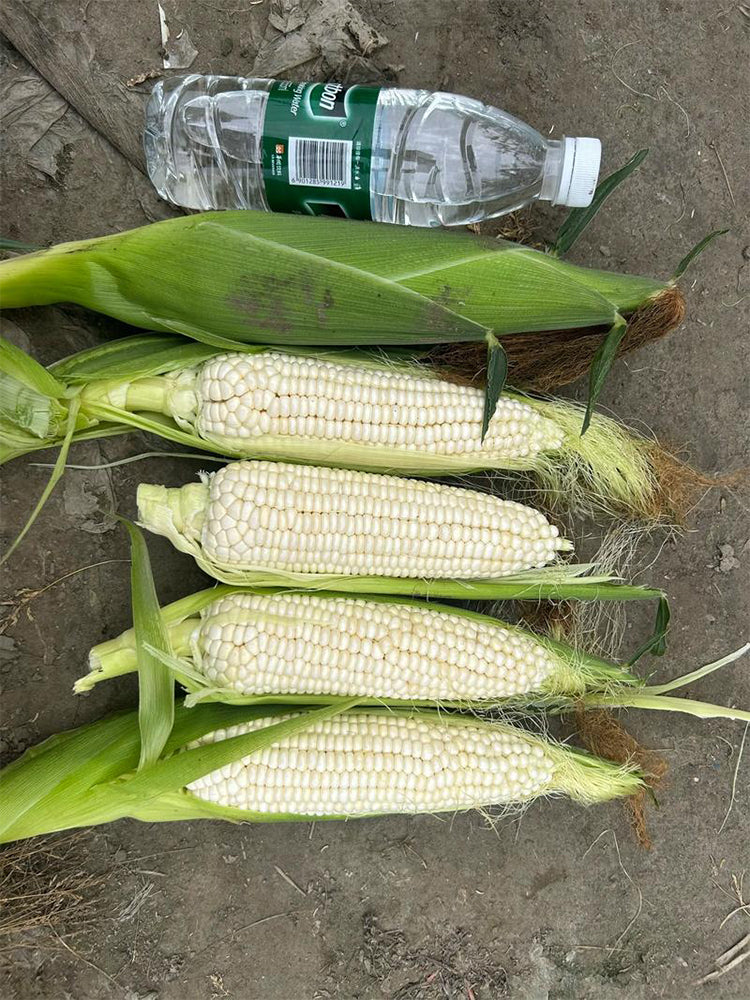 Huanuo No.2 Waxy Corn