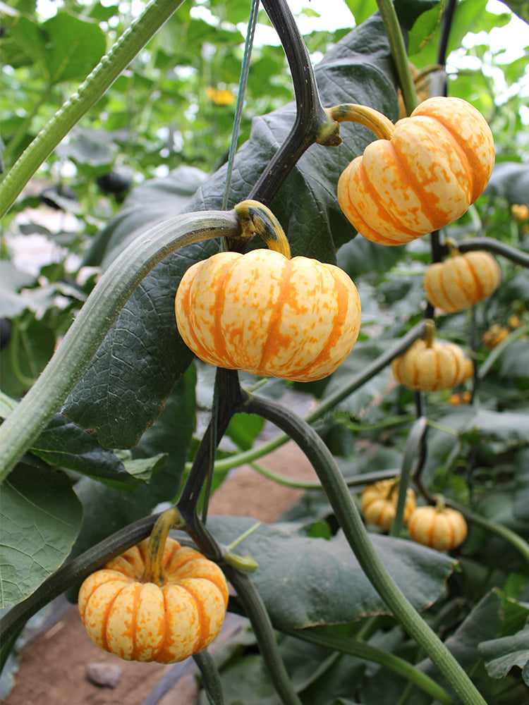 Yellow Beibei Pumpkins