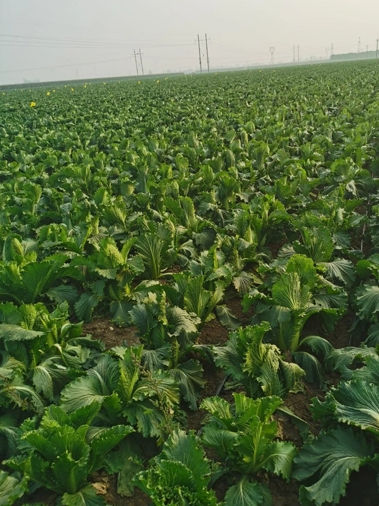 'Green Bamboo 70' Chinese Cabbage