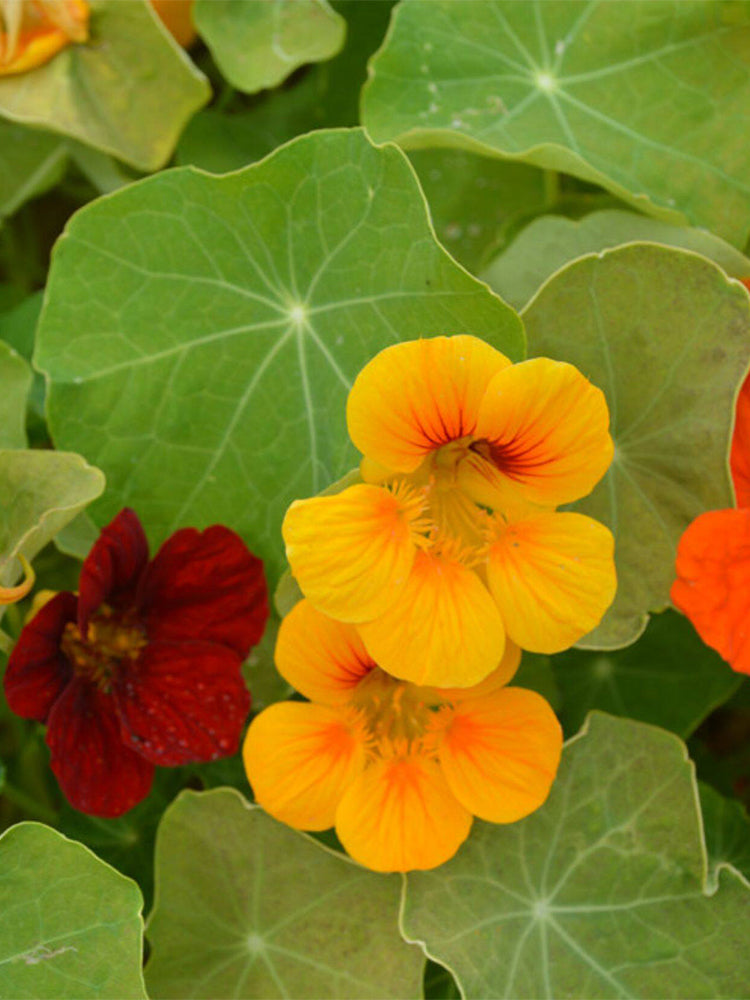 Hezhichun Mixed Color Nasturtium