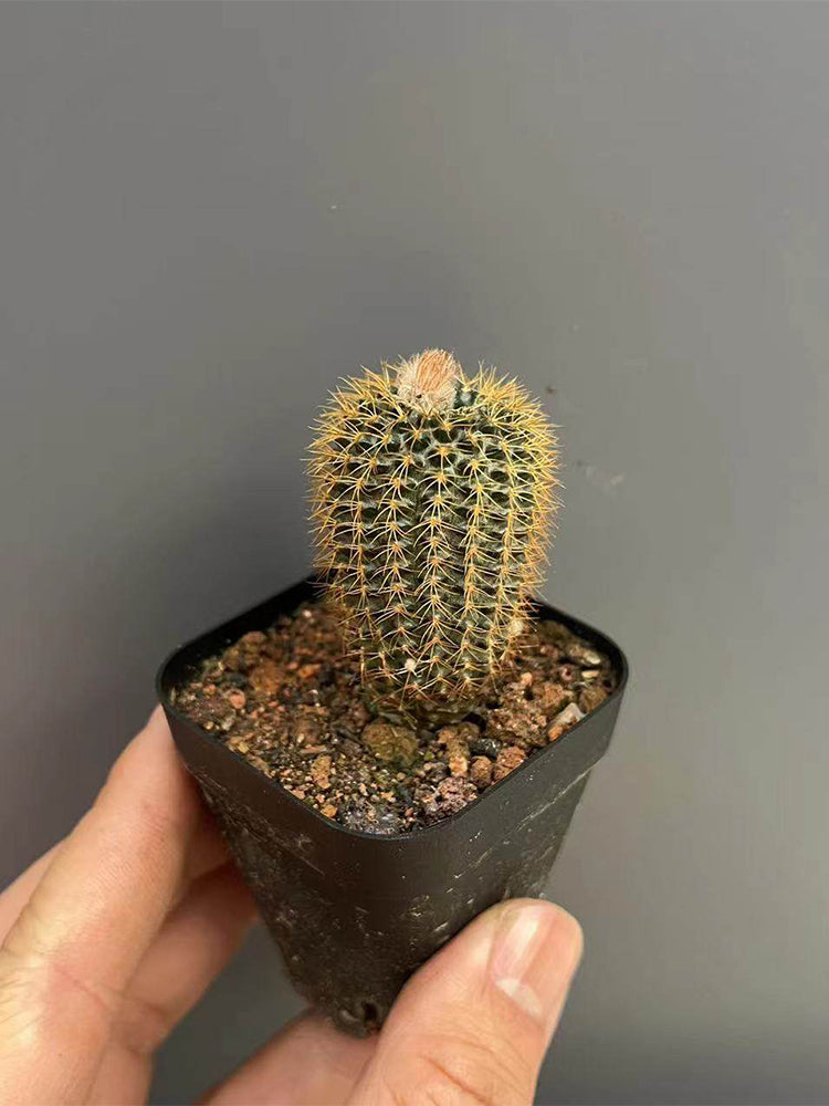 Frailea aurea
