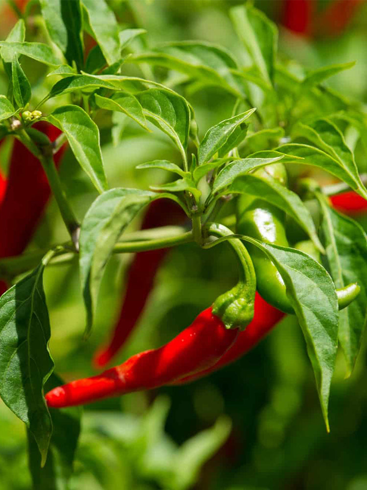 Cayenne Pepper