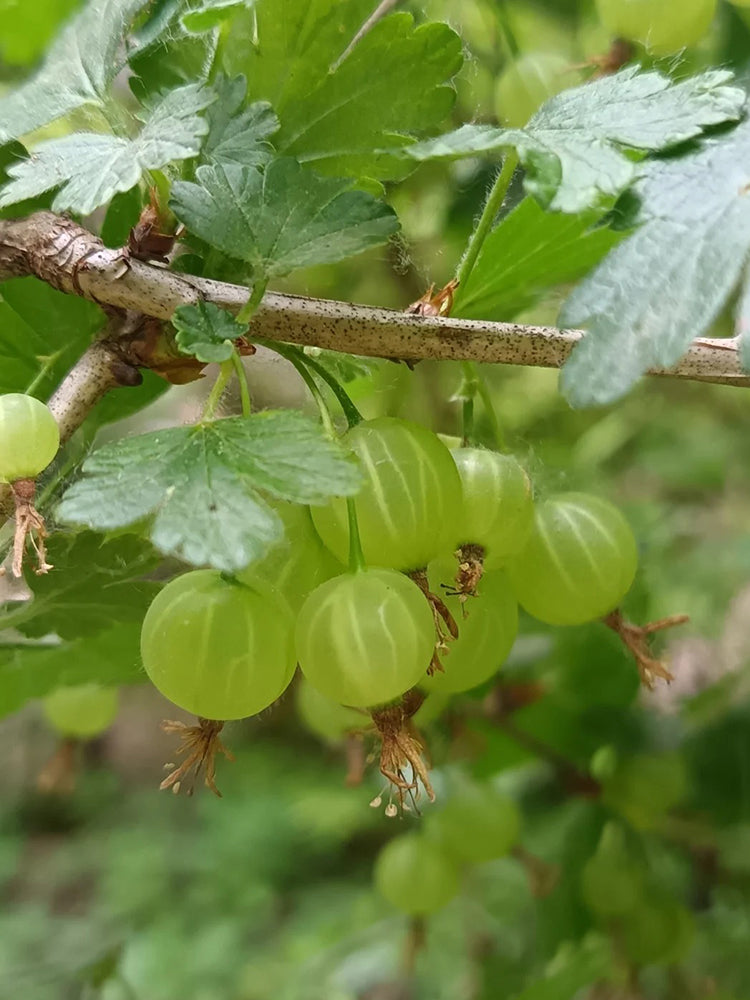 Green Gooseberry