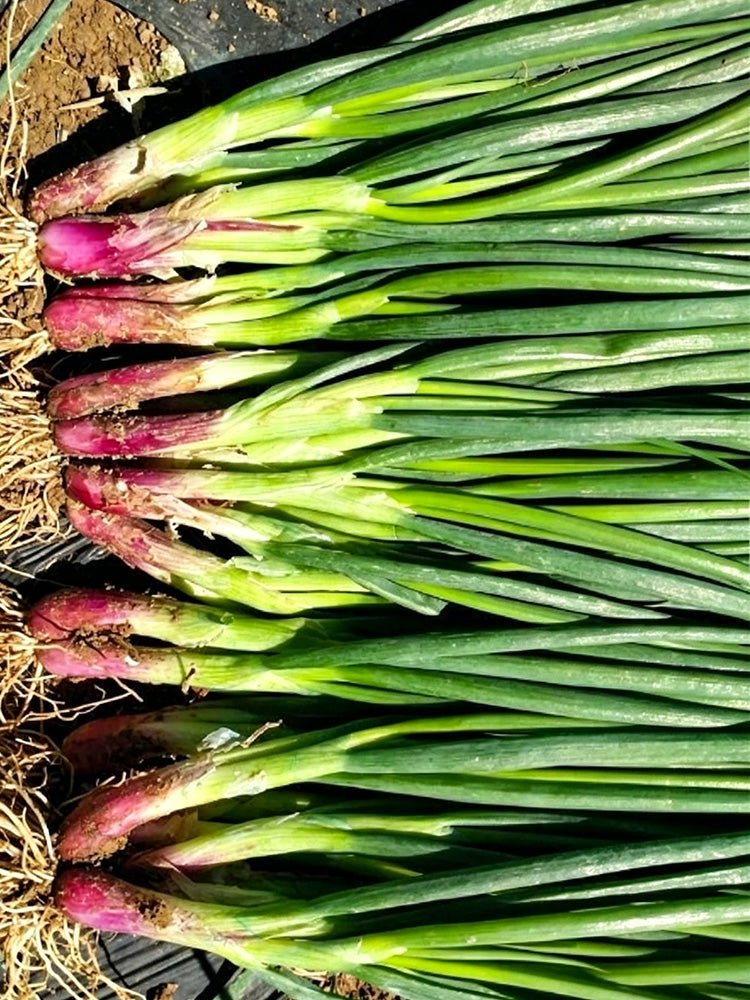 Shouhe Red Skin Scallion