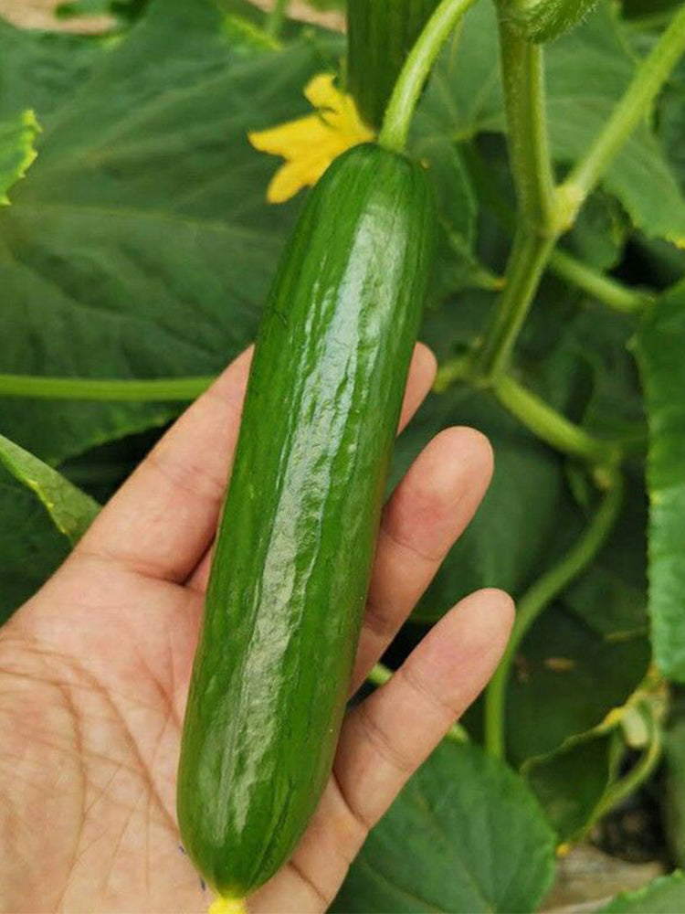 'Hemei 198' Mini Cucumber