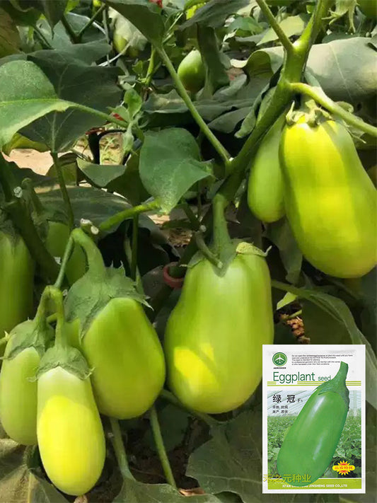 'Green Crown' F1 Eggplant