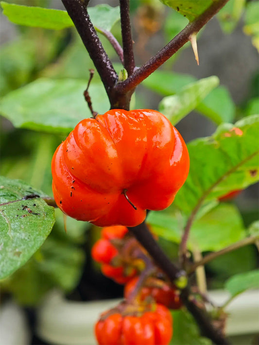 African Red Scarlet Eggplant