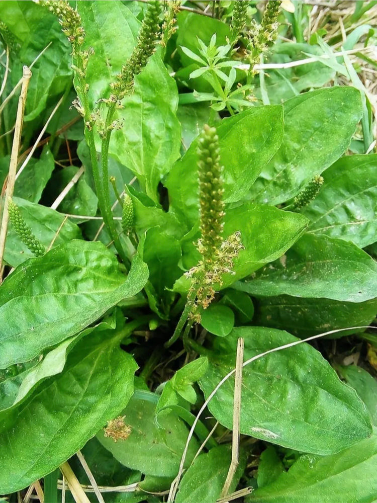 Common Plantain