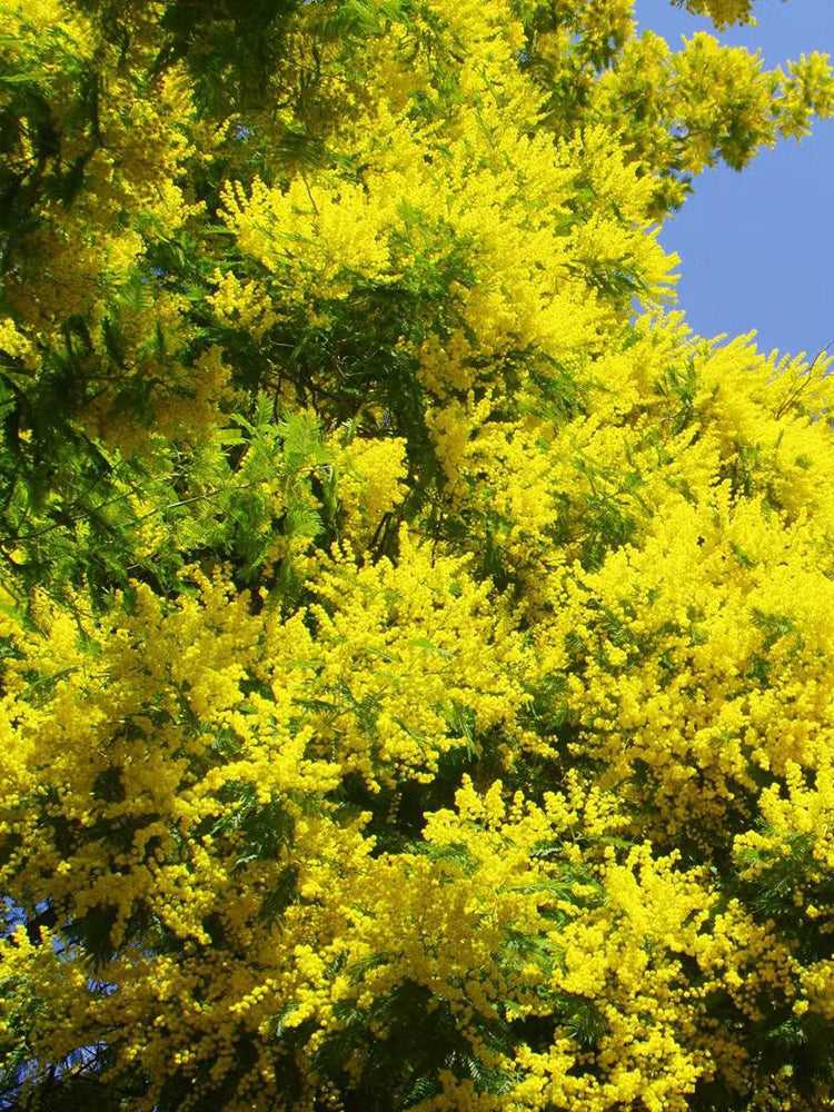 Silver Wattle