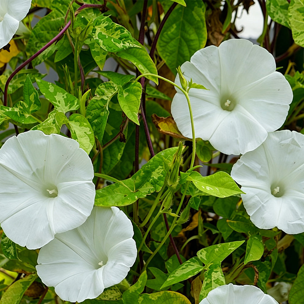 Polar Fox Morning Glory