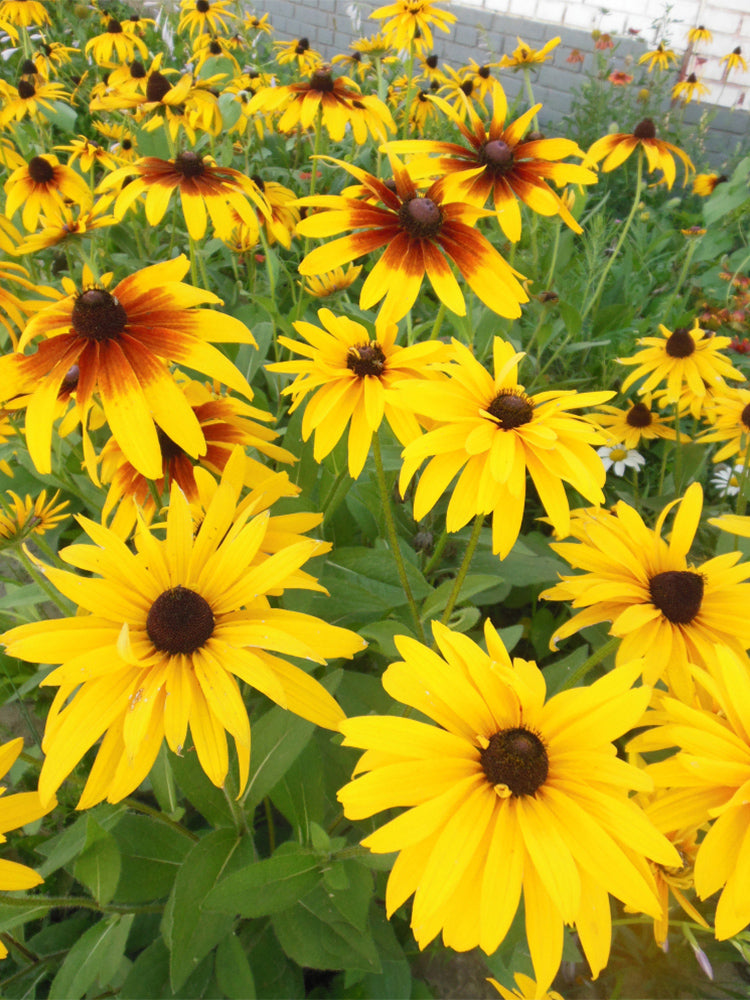 Hezhichun Tall Black-eyed Susan