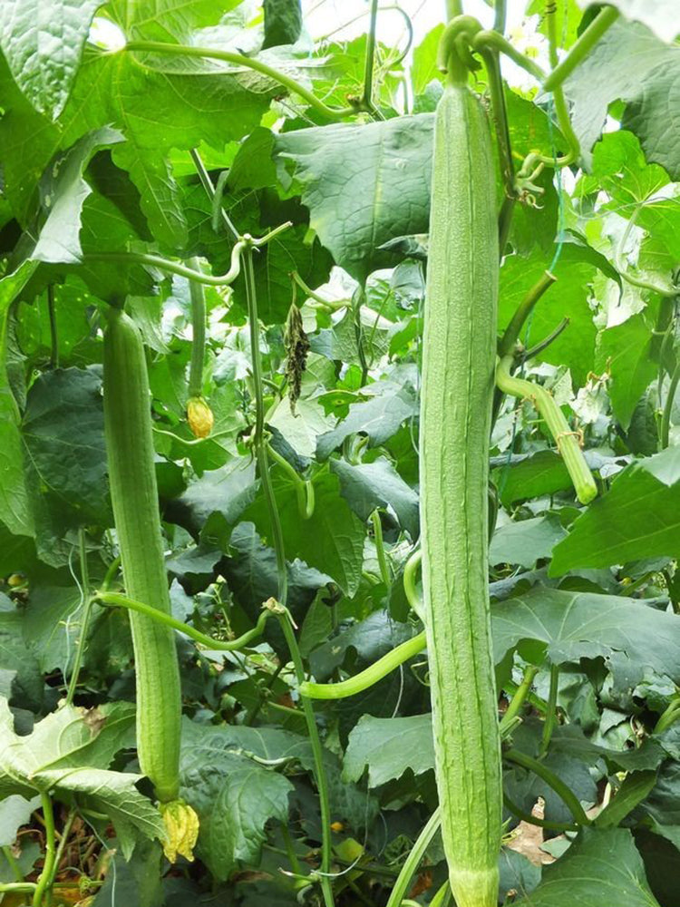 Spring-Autumn 915 Luffa