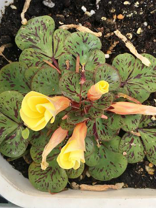 Oxalis 'Yellow Splash Hibiscus'