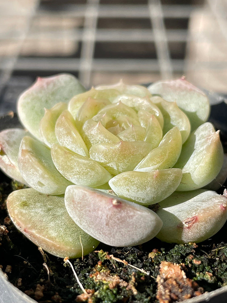 Echeveria 'White Lotus'