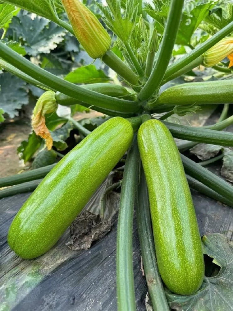 'Zaoqing No.1' Zucchini