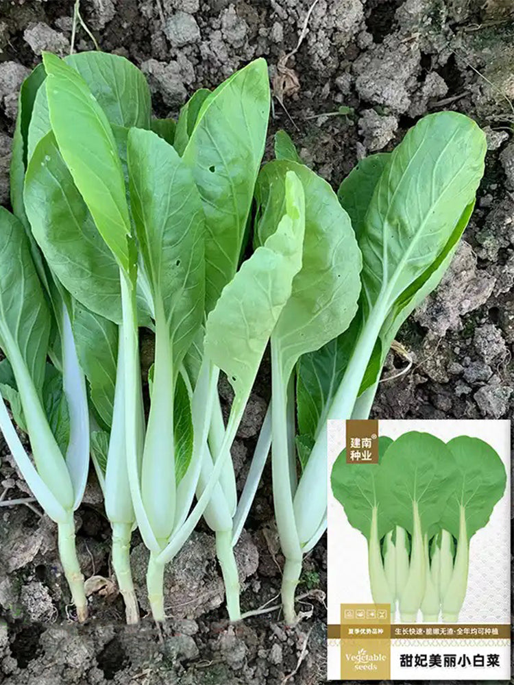 Tianfei Beautiful Pakchoi