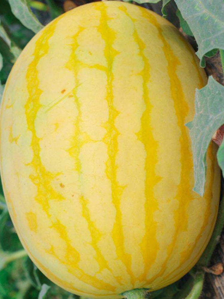 'Golden No.3' Watermelon Hybrid