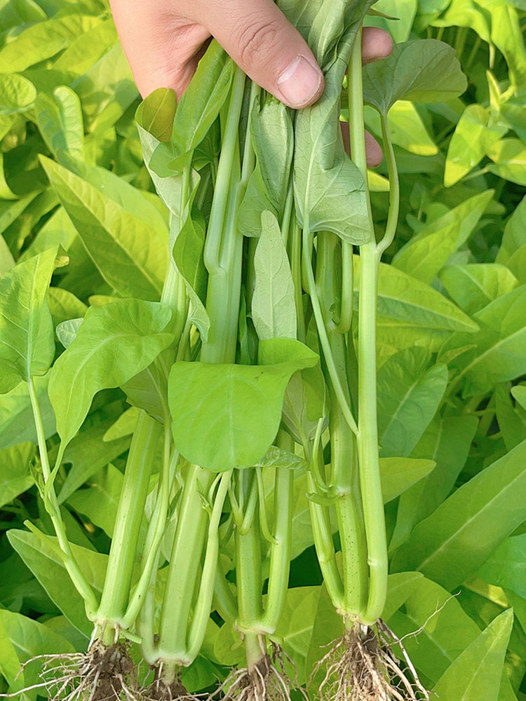 Trident Water Spinach