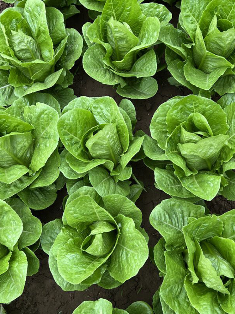 Jiemei Peacock Lettuce