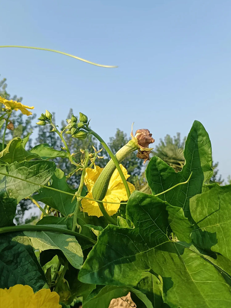 Green Superior Luffa