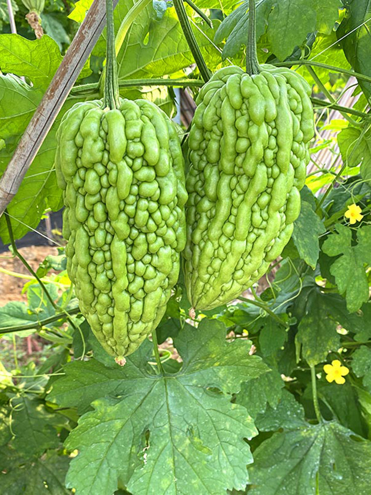 'Kainong Chunbao' Bitter Gourd