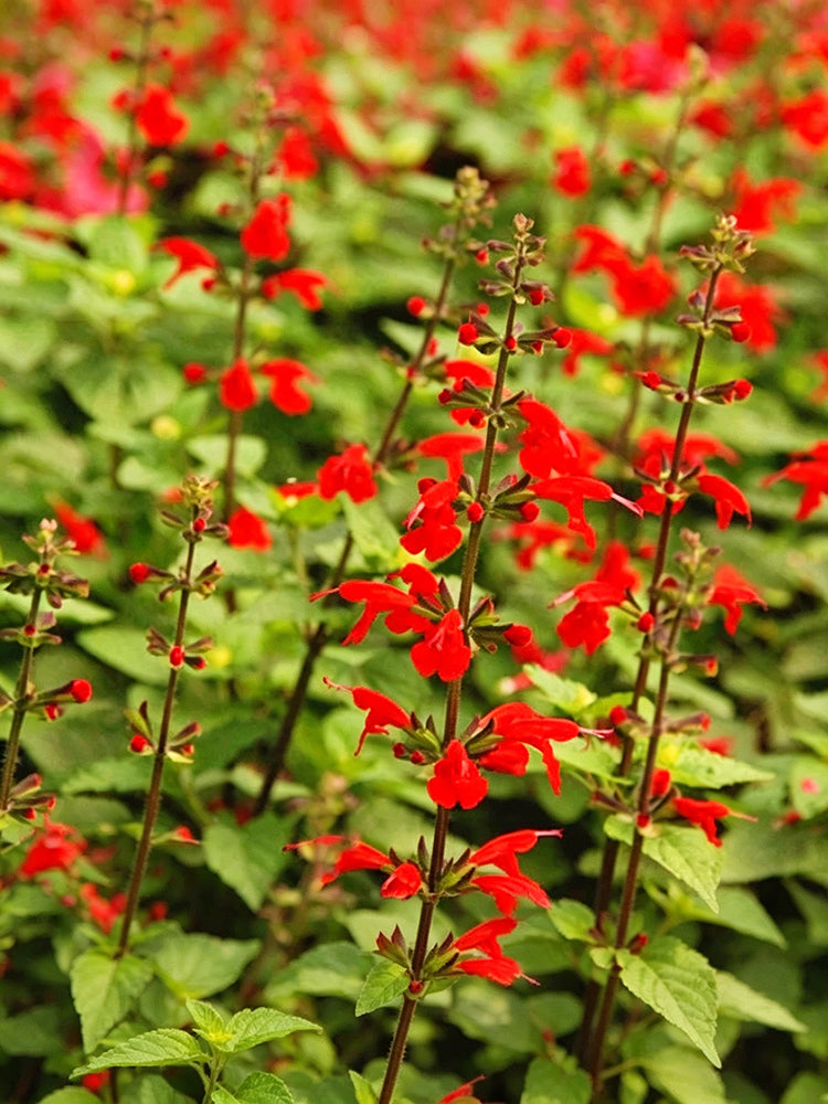 Red Flowering Sage