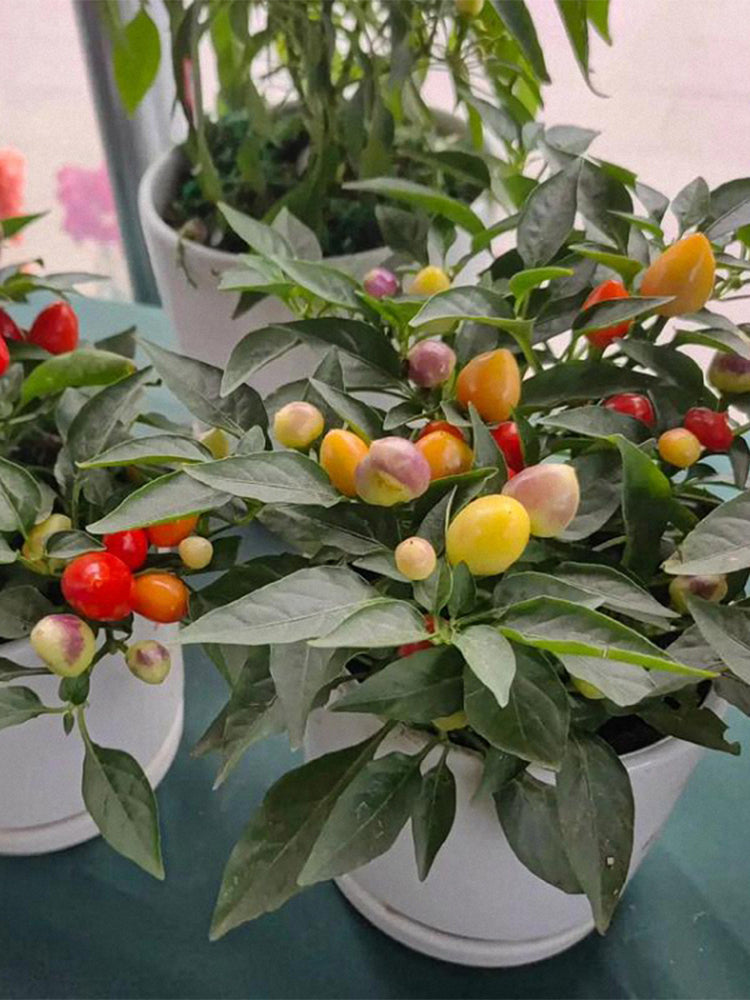 Pearl Ornamental Pepper (Capsicum annuum)