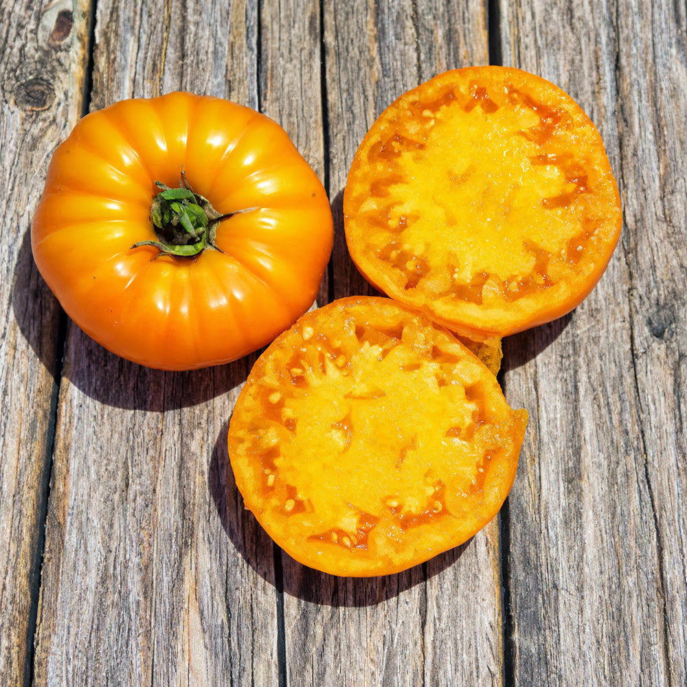43 Jason 8 Yellow Tomato