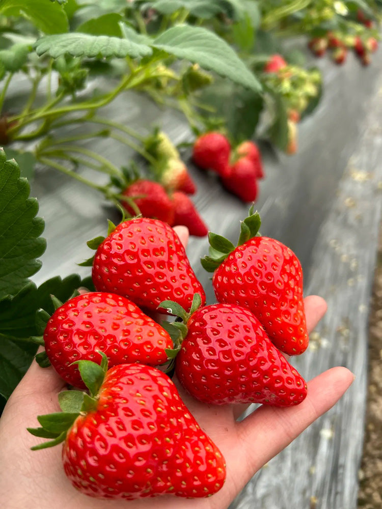 Four Seasons Cream Strawberry