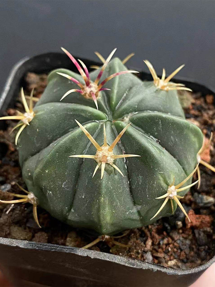 Ferocactus macrodiscus