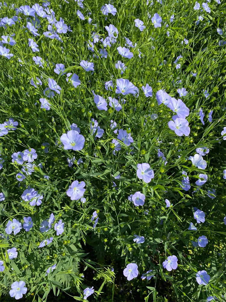 Blue Flax