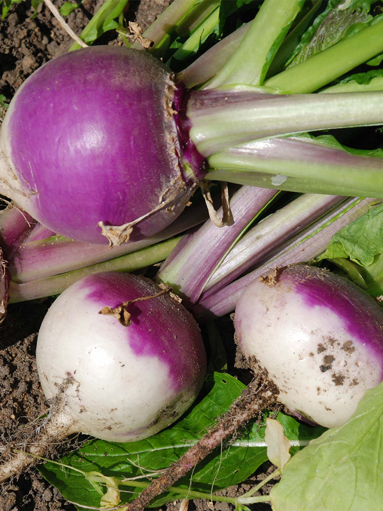 'Lucky' F1 Hybrid Turnip