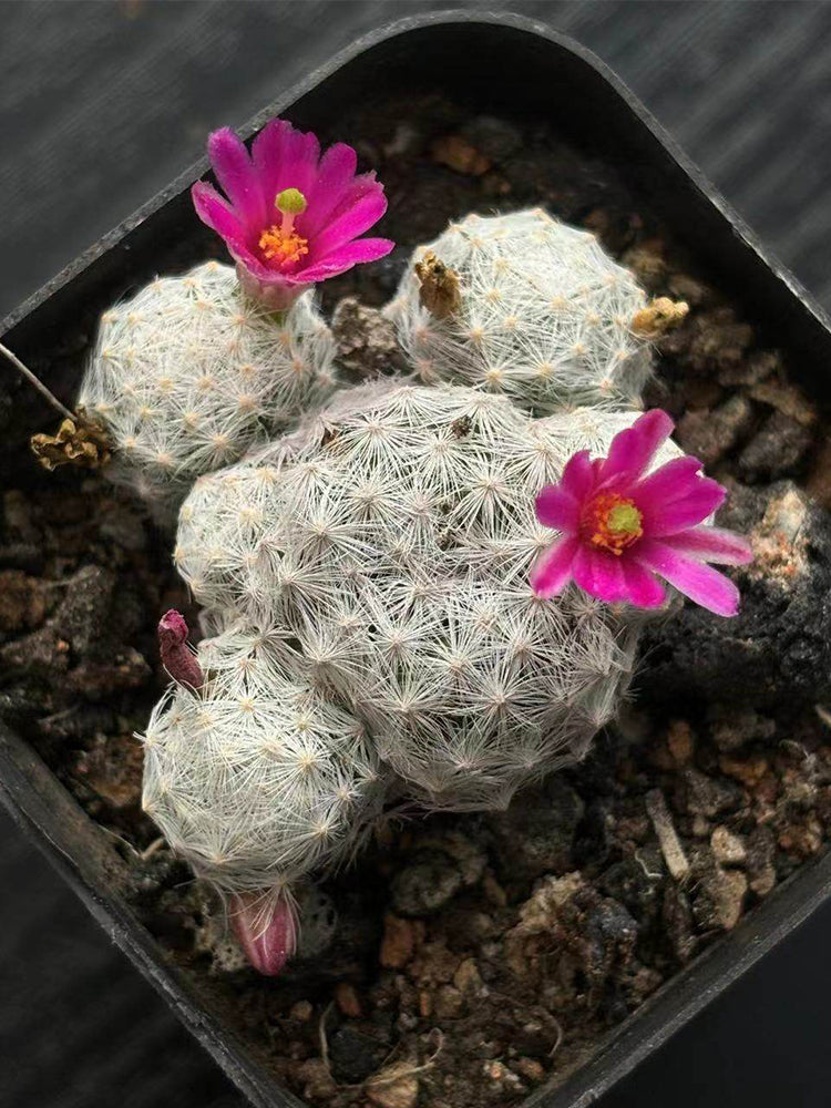 Mammillaria humboldtii