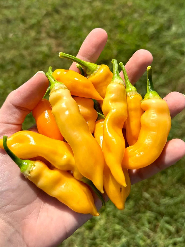 Sugar Peach Pepper
