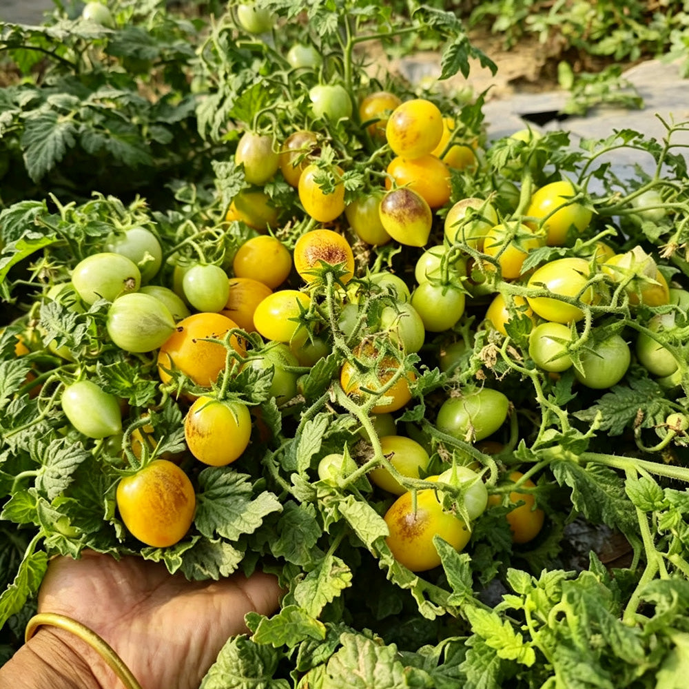 42 Golden Hour Tomato